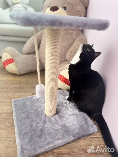 Когтеточка для кошек новая