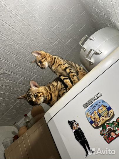 Вязка Кот Бенгал