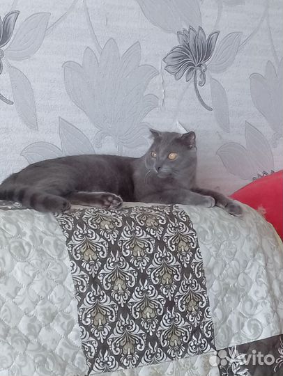 Котёнок подросток в добрые руки