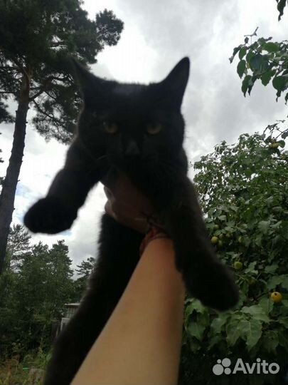 Отдам кота в добрые руки
