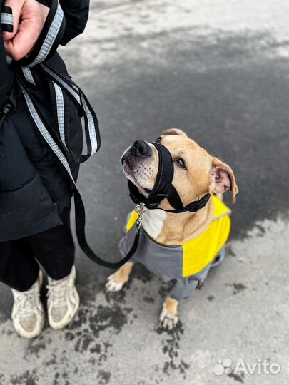 Дрессировка собак