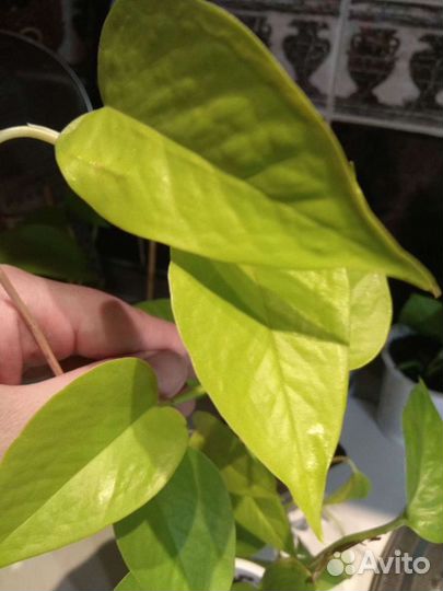 Сциндапсус неон