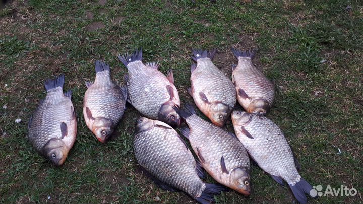 Рыба карась