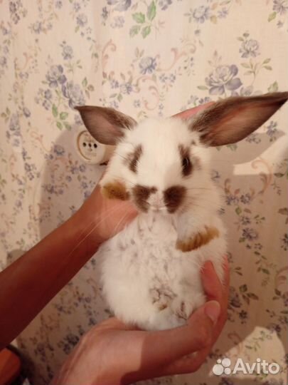 Кролик декоротивный