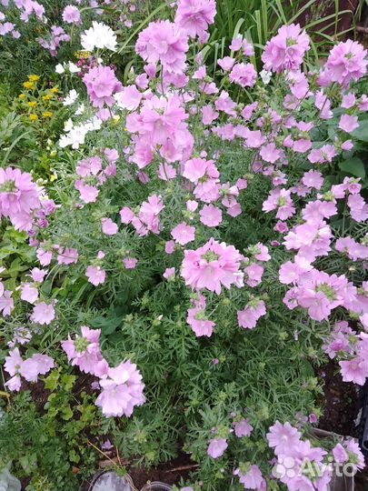 Семена мальвы мускусной,матрикарии махровой