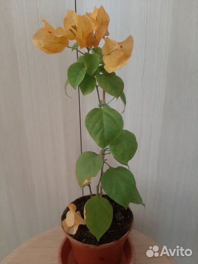 Бугенвиллия (бугенвиллея)