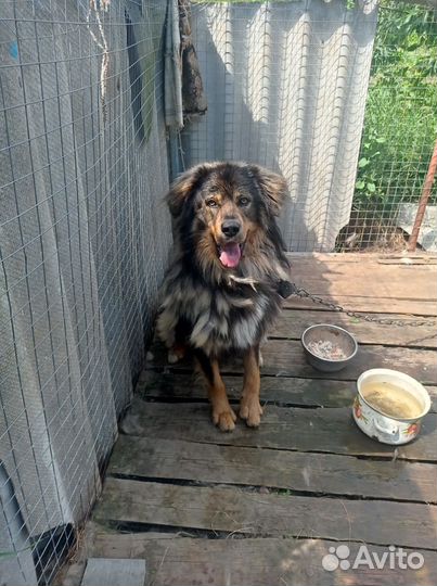 Отдаем собаку в добрые руки