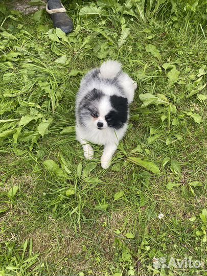 Вязка собак шпиц