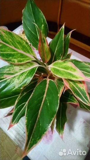 Аглаонема Сиам Аврора