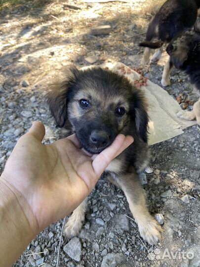 Щенок в добрые руки бесплатно