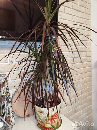 Драцены, фикус