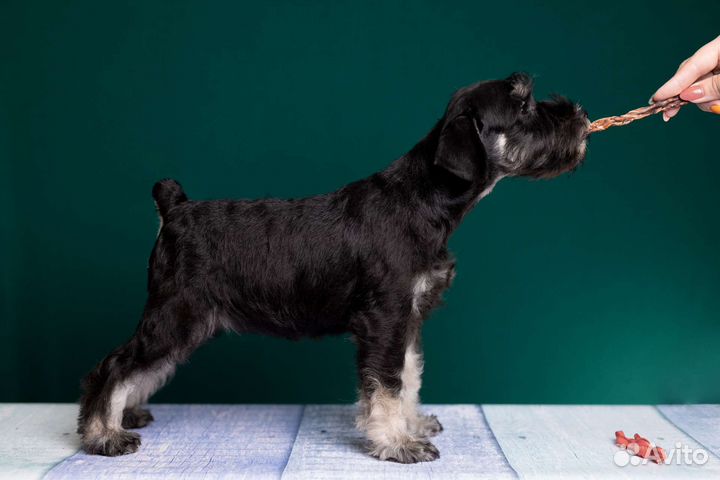 Цвергшнауцер щенки