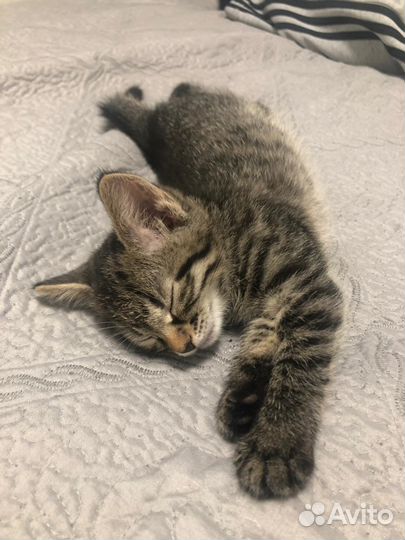 Маленьки полосатый Мальчик Тимошка-1,5 мес. в дар