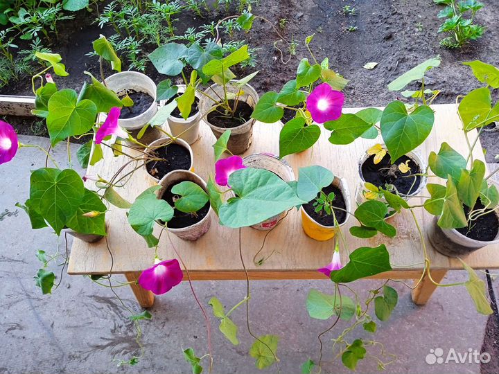 Ипомея (вьюн )рассада