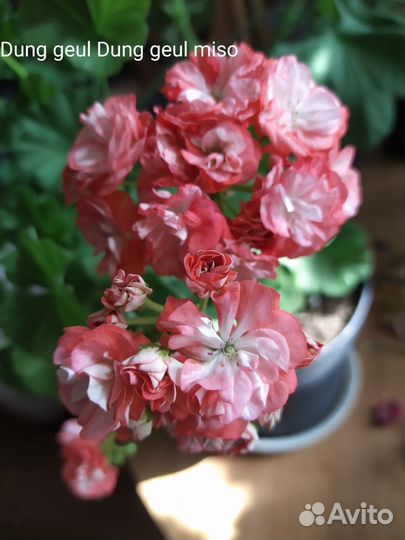 Пеларгонии сортовые