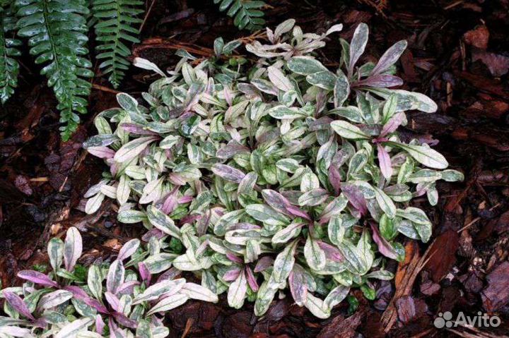 Живучка Дикси Чип