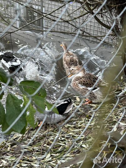 Утки башкирские