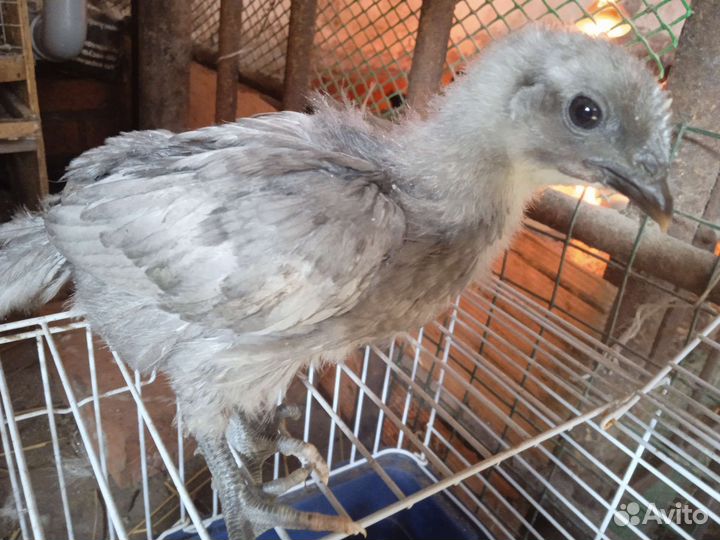 Цыплята разных пород, перепела