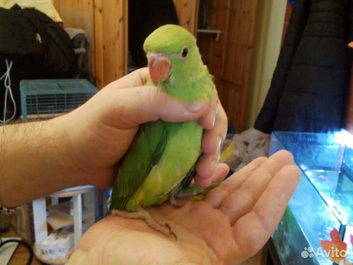 Попугай александрийский выкормыши