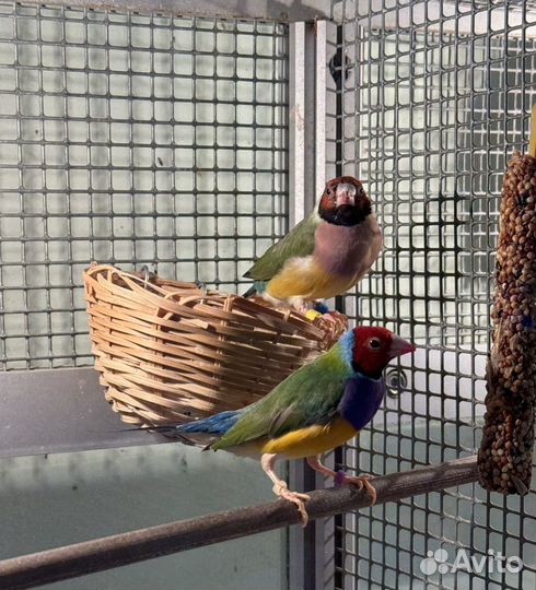 Амадины гульда