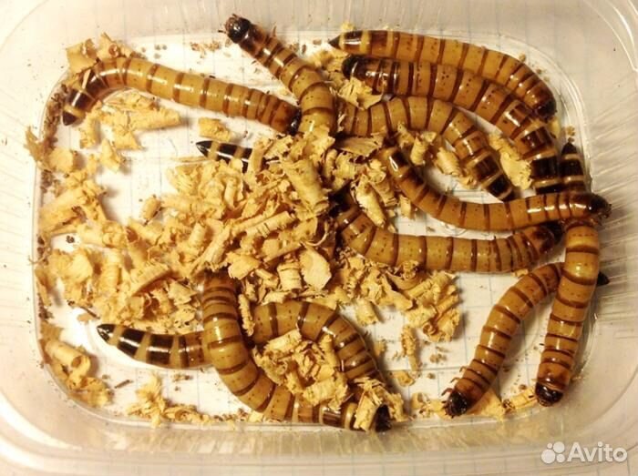 Зофобас тараканы