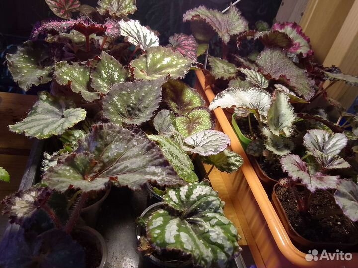 Бегония декоративно лиственная почтой