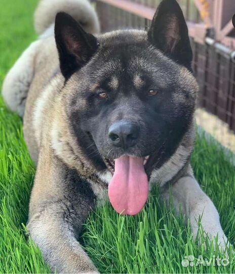 Вязка собак