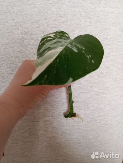 Монстера альба