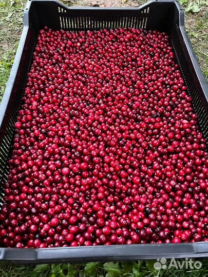 Клюква за килограмм