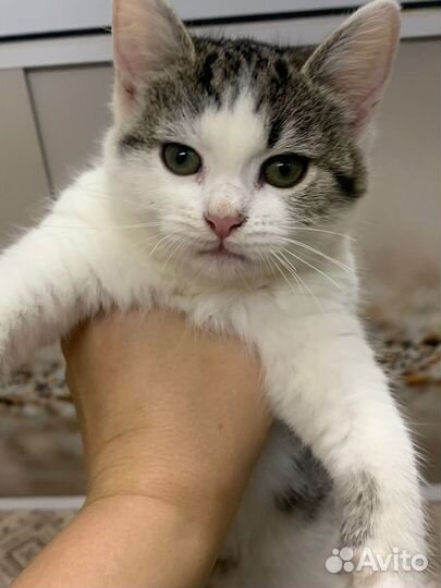 Котята в дар