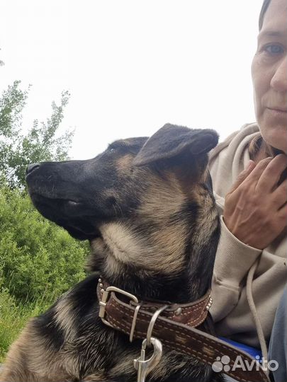 Умнейший говорящий щенок в добрые руки