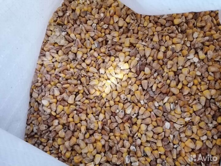 Зерно пшеница ячмень овес кукуруза