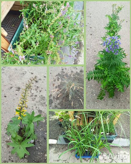 Многолетние травянистые растения