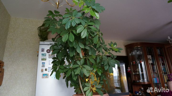 Цветок шеффлера + керамический горшок