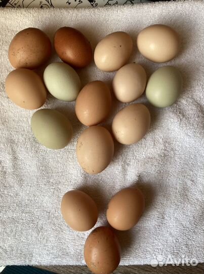 Домашние куриные яйца