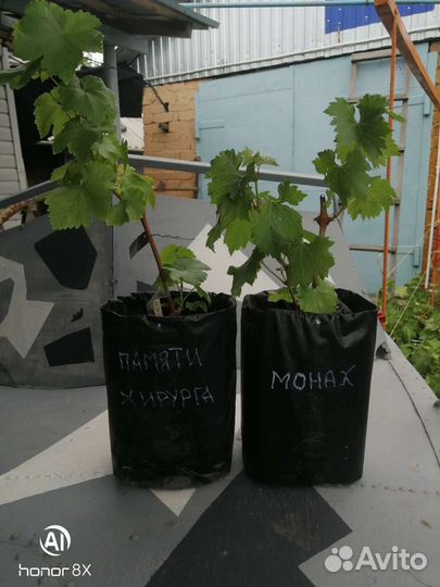 Саженцы винограда