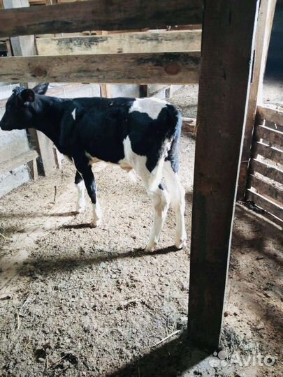 Телята(бычки,тёлки)