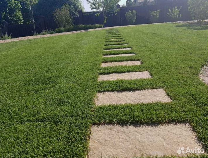 Семена газонной травы