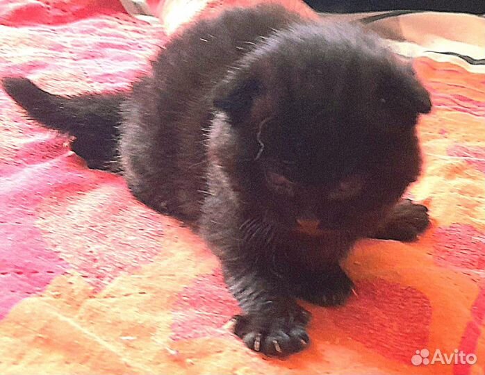 Котятки