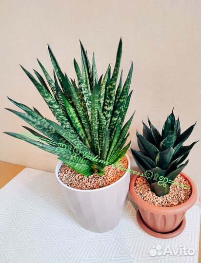 Сансевиерии сортовые редкие