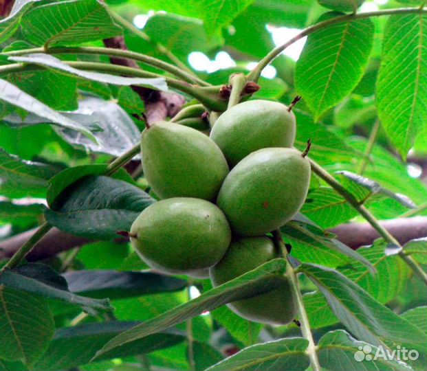 Саженцы манжурского ореха