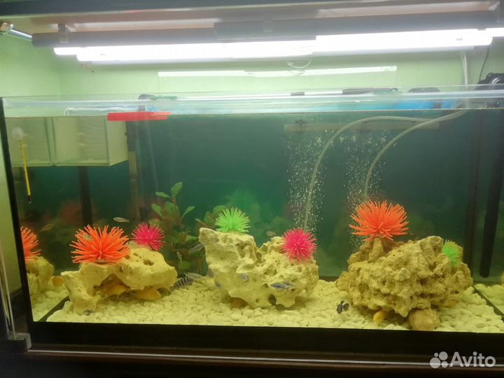 Аквариумный фильтр Tetra EX800 Plus + декорации