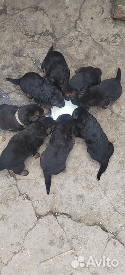 Продам щенков немецкой овчарки
