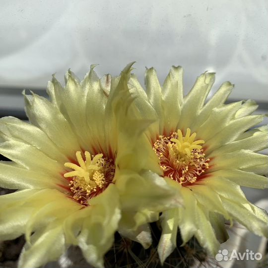 Кактус телокактус