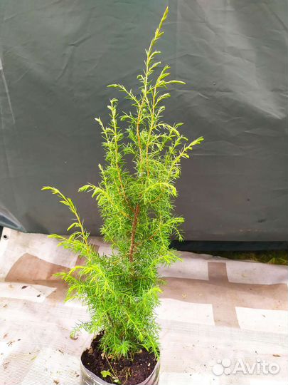 Можжевельник обыкновенный