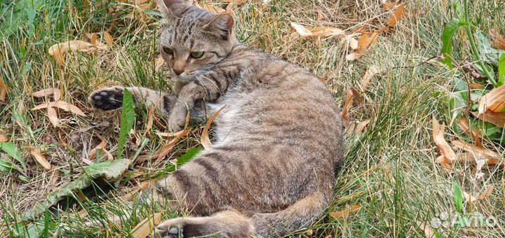 Кошка в дар бесплатно