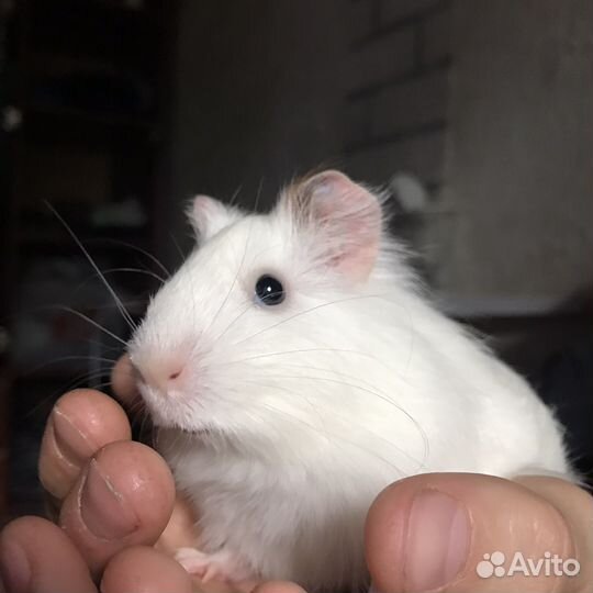 Морская свинка