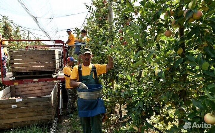 Сборка яблок. Вахта