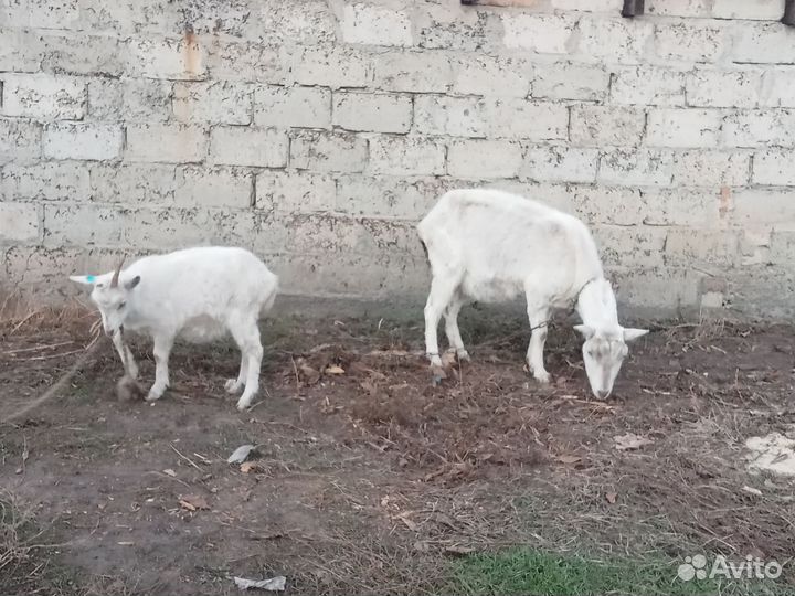 Коза и козочка