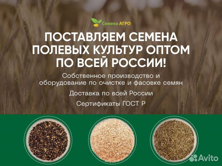 Семена Горчицы Белой оптом